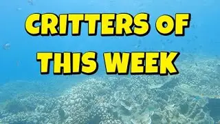 Critters of this week November 2025