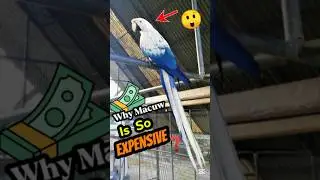 Why Macaw Is So Expensive? 😱 |Macaw Parrot Price| 🦜🤔 #shorts #ytshorts #viralvideo #birds #facts
