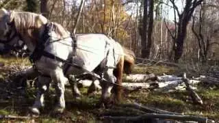 Percheron horse handling training