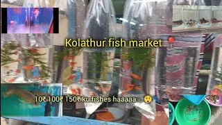 10₹ku fishes sale panuraga guys 😲❤📍kolathur vlog pakkaporom✨#tamil #kolathurmarket #pets #bettafish 