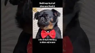 dog ki funny video😂 | #shorts #viralvideo #funny #subscribe