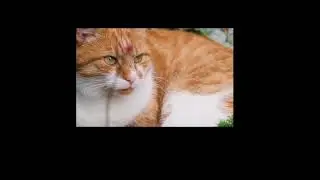 The Fascinating World of Cat Breeding: Heat Cycles, Behavior, and Reproduction Explained