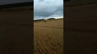Lucy Loo hare coursing
