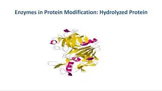 Enzymes in protein modification