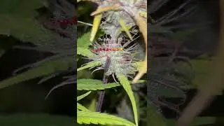 Guava Auto by fastbuds #takeoff 🚀💨frosted fruit candy goodness ✨⚡️#gardening #grow #tabernacle