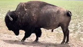 This big buffalo bull gives us a friendly warning