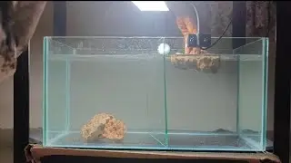 Polar parrot full tank setup ❤️ Two pair of  polar fish In one Tank 😍