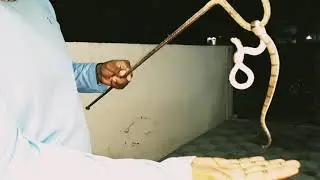 Kukri snake rescue video