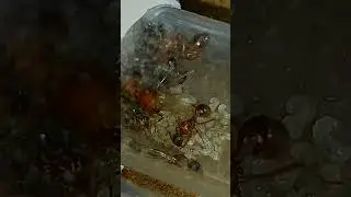 European fire ant queens and their brood #antloveforever #antsinvasion #cute #fireants