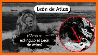 Todo lo que tienes que saber del Le&oacute;n de Atlas😱😌😱