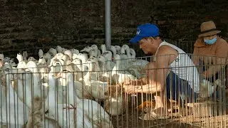 What Everyday Life Really Looks Like in a Vietnamese Village | Simple Days