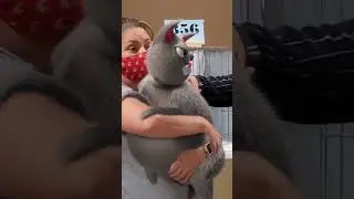 Круглый кот выигрывает золото на выставке кошек