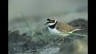 Little Ringed Plover Bird Call