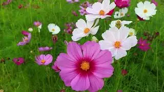 Wonders of the Flowers
