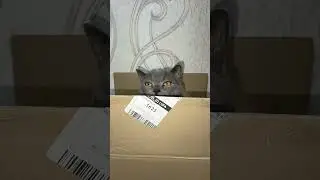 cat#тайсон #британский