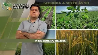 Colheita da soja avança pelo Brasil com regiões esperando boas produtividades