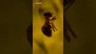 Million Year Old Bugs Under Microscope (Amber Fossil)