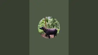 Easy buffalo works is live പെരുമ്പിലാവ് ചന്ത