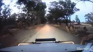 Kangaroos are tough!