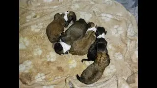 Chihuahua giving birth to 5 puppies ( first litter )