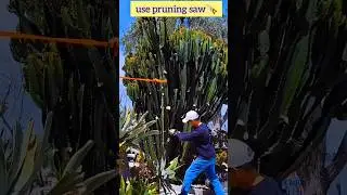 how to trim euphorbia ingens🪚🌵#cowboy cactus #shorts
