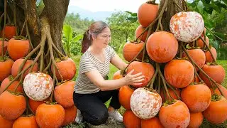 Harvesting RARE Yunnan Persimmon - Pickled Persimmons For Cold Winter | Authentic Village Recipe