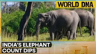 India's Elephant Population Drops 25% |DNA Testing Shows India Lost 7,500 Elephants Since 2017| DNA