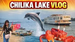 Dolphin dreams in Chilka's blue 💙🐬PURI//ODISHA#chilikalake #puri #youtube #family #trip #fun 