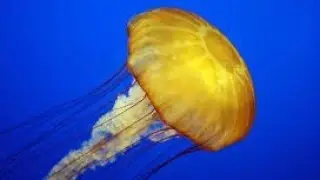 You Won't Believe These Jellyfish Facts!#animals #animallife#viral#wildlife#facts#nature#jellyfish 