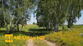 Small Walk through the Summer Wildflower Meadow