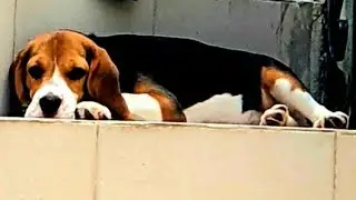 After playing heavily drinking water like anything 😇😇🐶Beagle🥰Beagle puppy 🐶 Love 💘