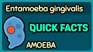 Entamoeba gingivalis - Quick Facts | Medtech Review 