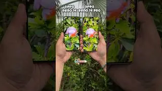 Oppo Reno 14 Vs Oppo Reno 14 Pro Comparison