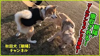 秋田犬【朝陽】チャンネル【朝陽､撤収される！ゴールデンちゃんと大暴れ！】