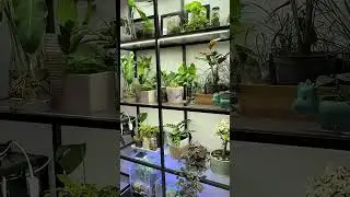 My Indoor Plants Set up #houseplants #terrarium #indoorplants #ikea