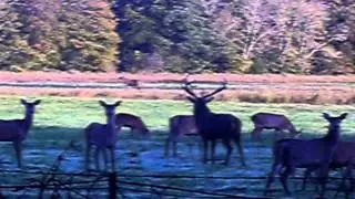 Red Deer Stag Bellowing During The Rut - Killarney 2011