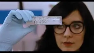 Fruit Fly Face-off: Rescue vs. Raid