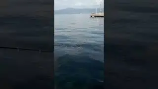 Top Arkası Zargan 🎣 Balık Avı Ve Teknikleri ☝️ Videonun Devamı Kaynak Linkte