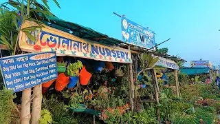 PATULI VOLANATH PLANT NURSERY | DAHLIA CHANDRAMALIKA HANGING FLOWER PLANT PRICE|Best Flowers Forever