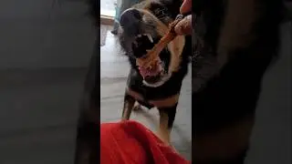 kutuma kutu trending short 🐶❤️#dog #funny #shorts #ammu #trending #viral