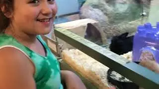 Dadventure!  Trip to BTJs Jungle - Long Island Pet Store