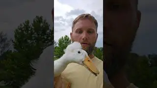 Crested Duck