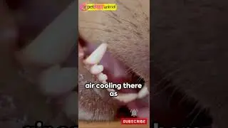 Sweating Through Paws: Dogs' Unique Cooling | pet PET animal#shorts