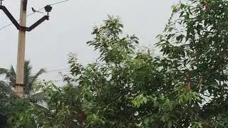 small birds with long tail feathers -2018
