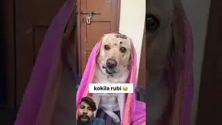 kokila rubi 😂 || labra rubi || #youtubeshorts #shorts #labrador #dog #funny #trending #viral #cute