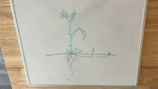 Turf Species - What is Grass? Part 1