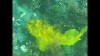 Sea Raven