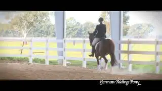 All Breeds Parade   German Riding Pony