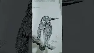 Realistic Bird drawing with a black pen 🖋️ #shorts #drawing