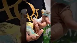 Happy budgies 🥰 #budgies #budgiebaby #budgie_videos #lovebirds #parrot #pets